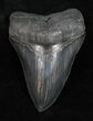 Black Fossil Megalodon Tooth #12004-1